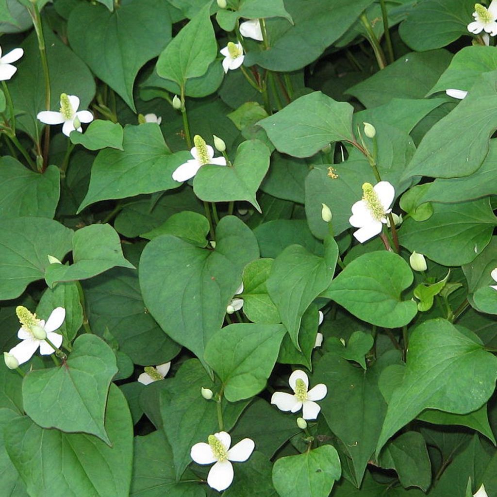 Houttuynia cordata - Pianta camaleonte