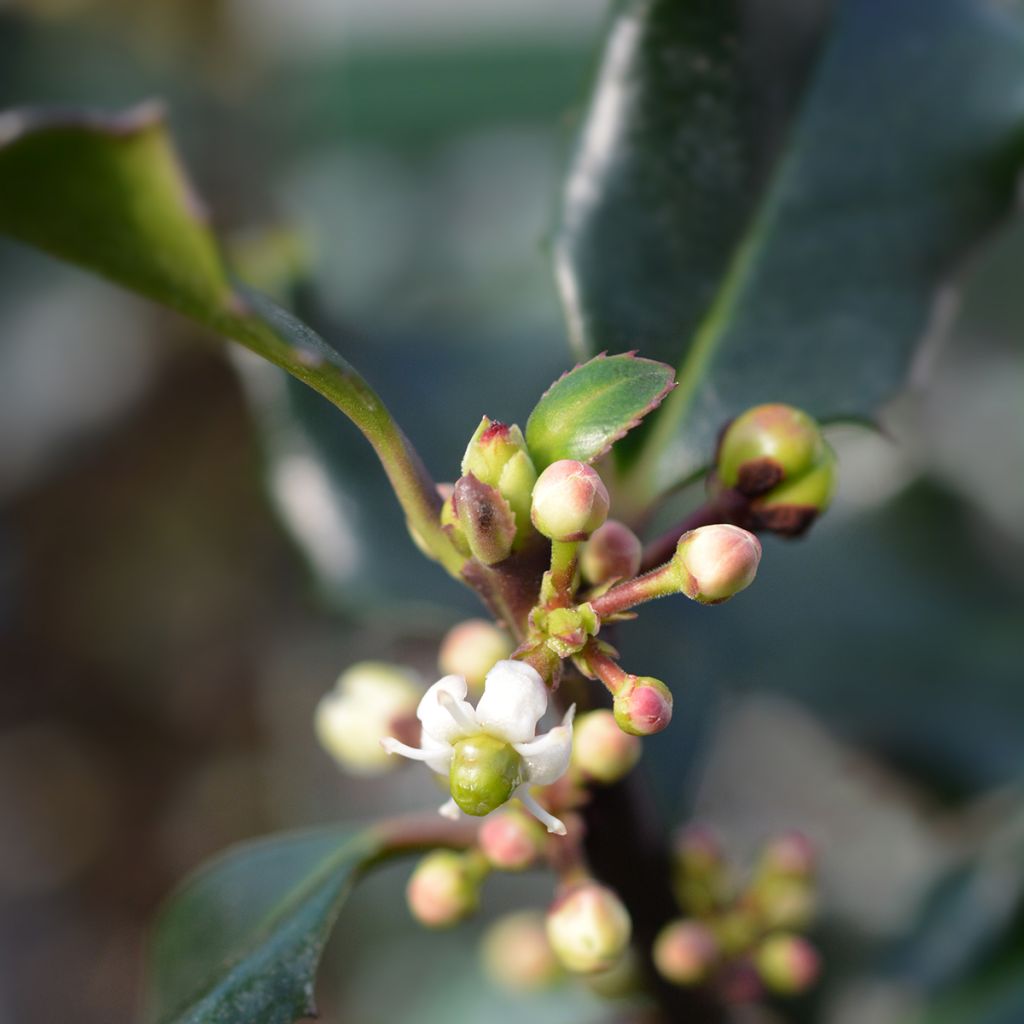 Ilex meserveae Blue Angel - Agrifoglio