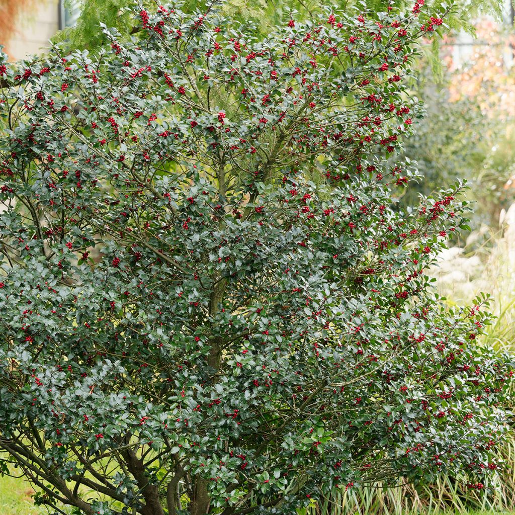 Ilex aquifolium Alaska - Agrifoglio