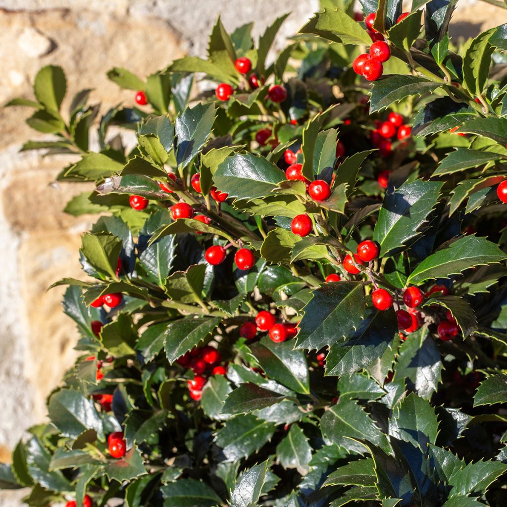 Ilex aquifolium Alaska - Agrifoglio
