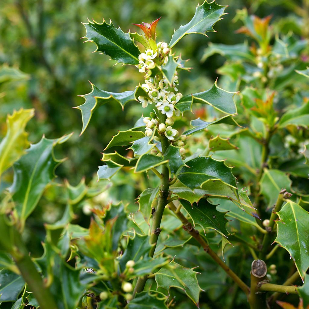 Ilex aquifolium Alaska - Agrifoglio