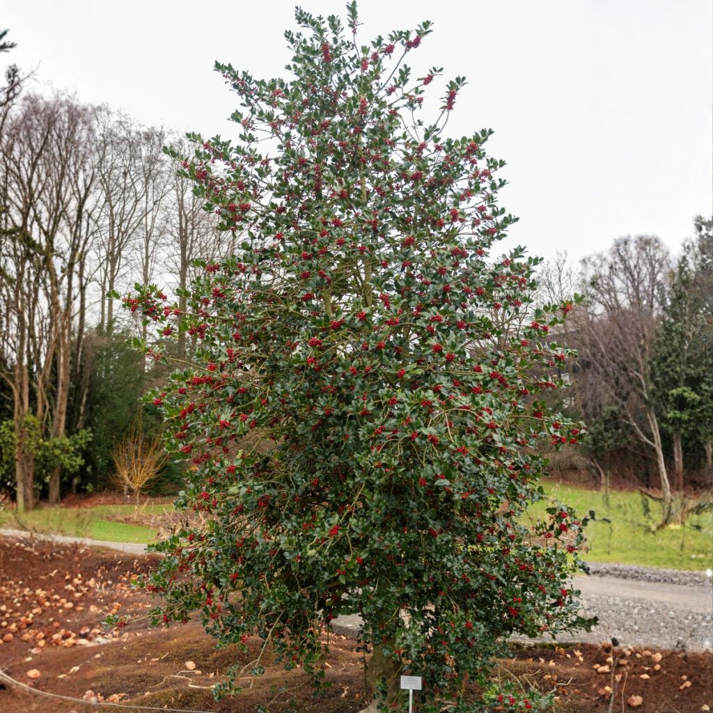 Ilex aquifolium - Agrifoglio