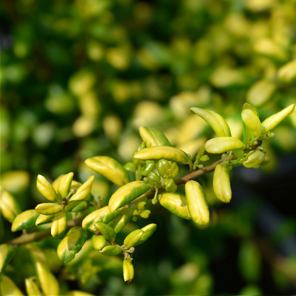 Ilex crenata Convexed Gold - Agrifoglio giapponese
