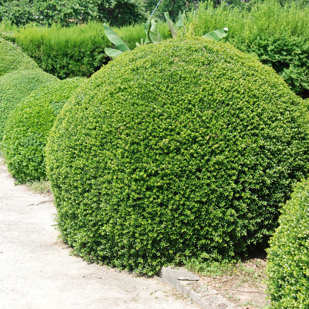 Ilex crenata Dark Green - Agrifoglio giapponese
