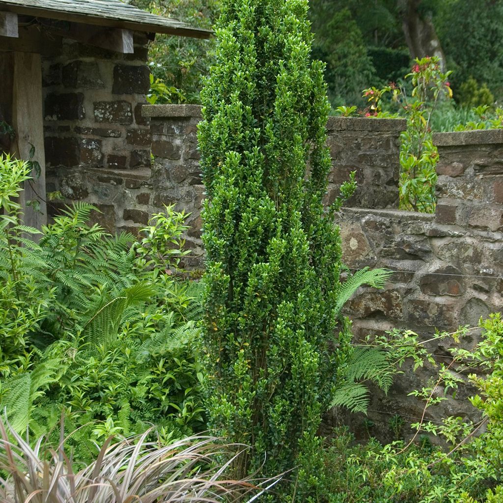 Ilex crenata Fastigiata - Agrifoglio giapponese