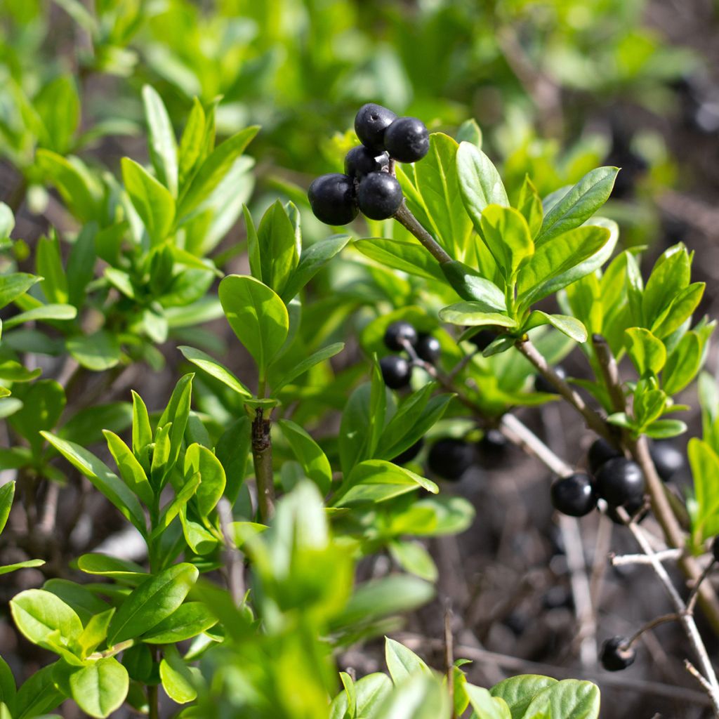 Ilex crenata Fastigiata - Agrifoglio giapponese