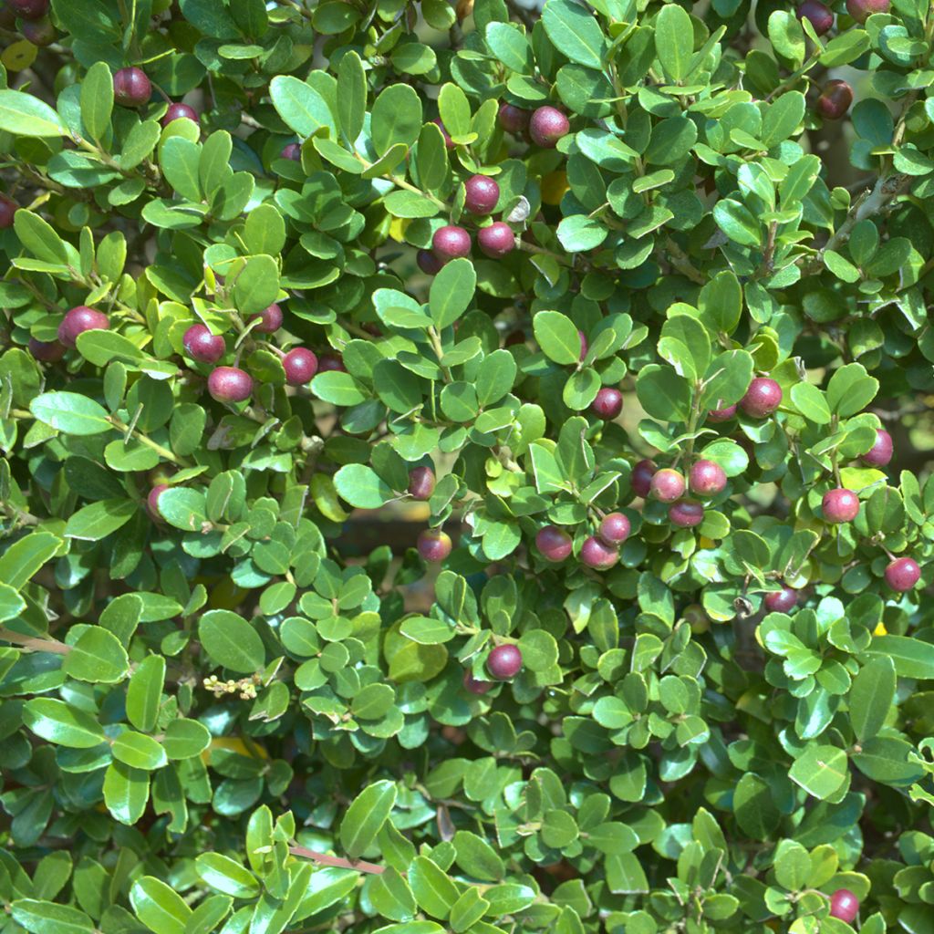 Ilex crenata Green Hedge - Agrifoglio giapponese