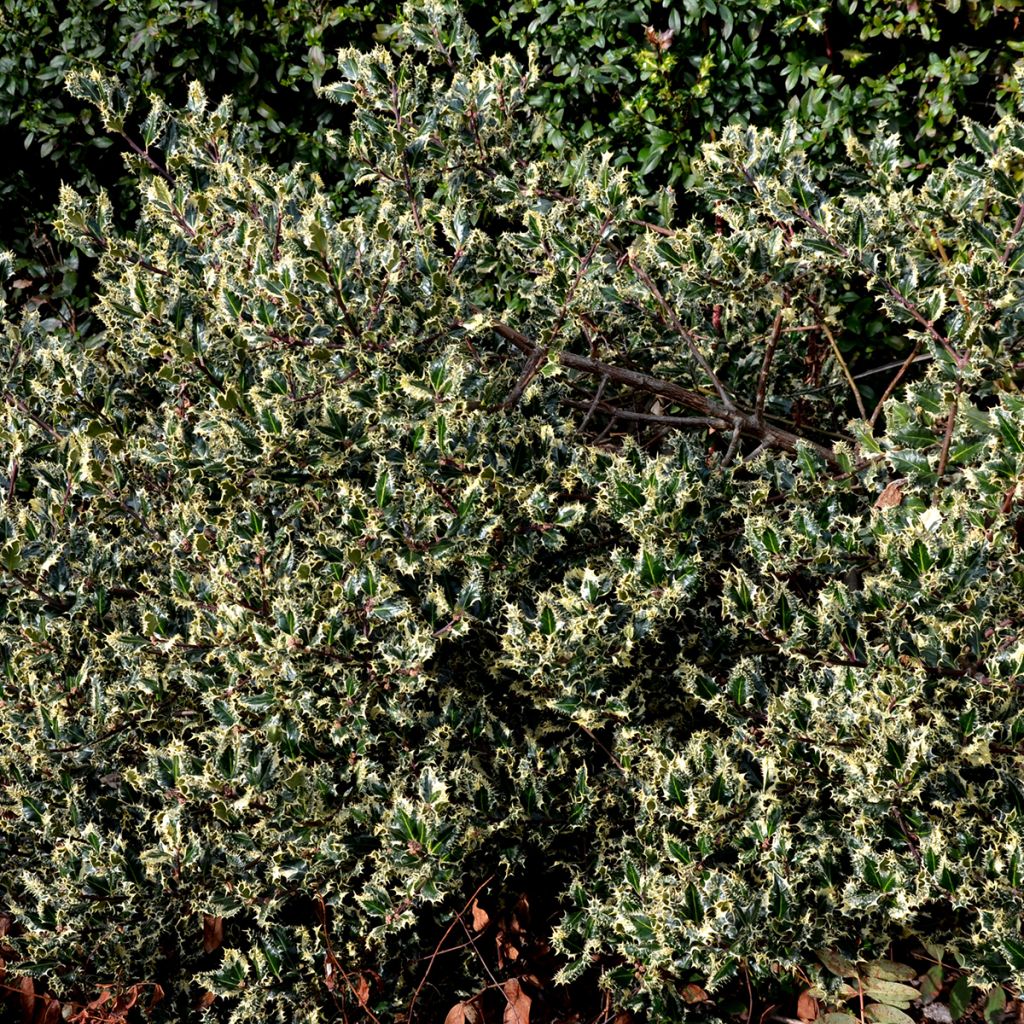 Ilex aquifolium Argenteomarginata - Agrifoglio variegato