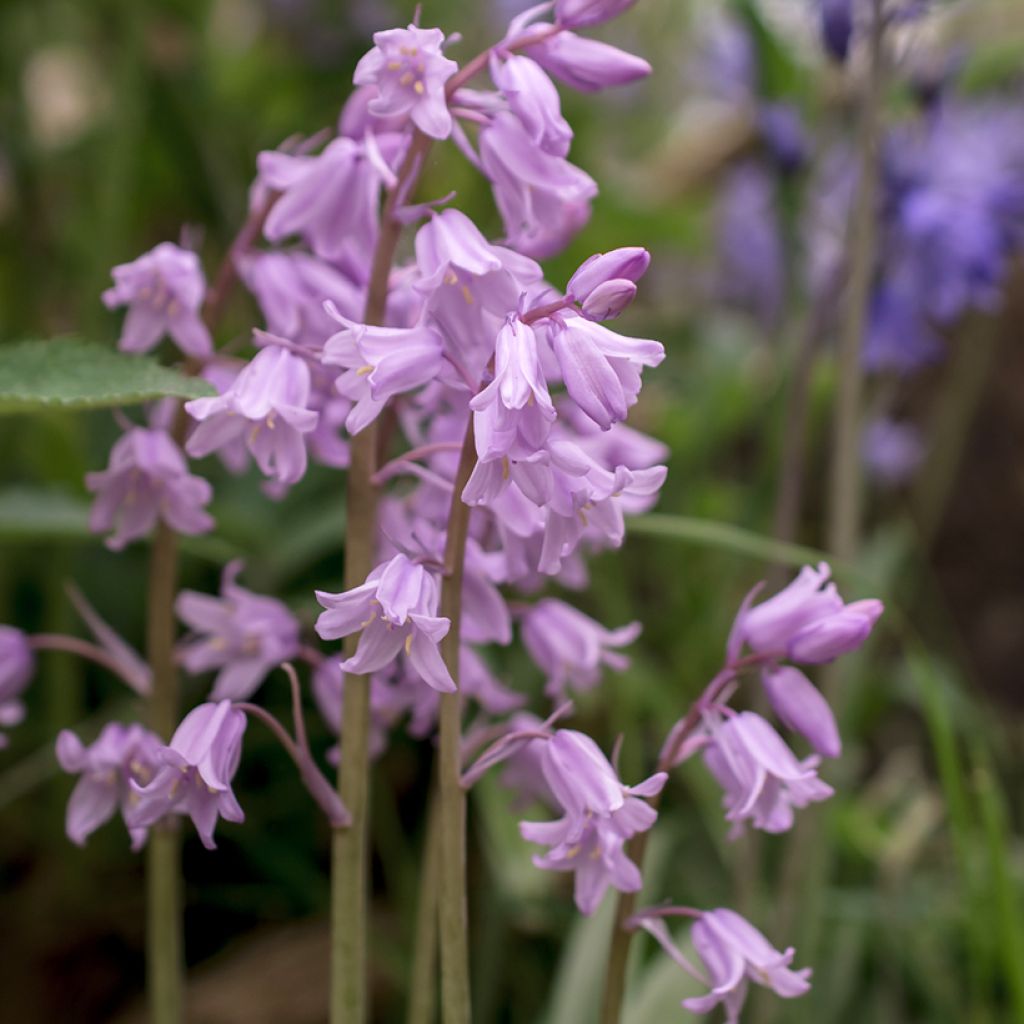 Hyacinthoides non-scripta Rosea - Giacinto non-scritto