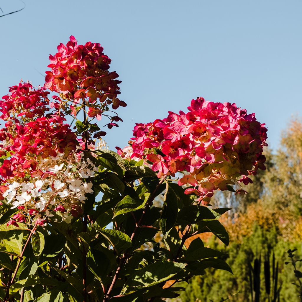 Hydrangea paniculata Magical Fire - Ortensia paniculata