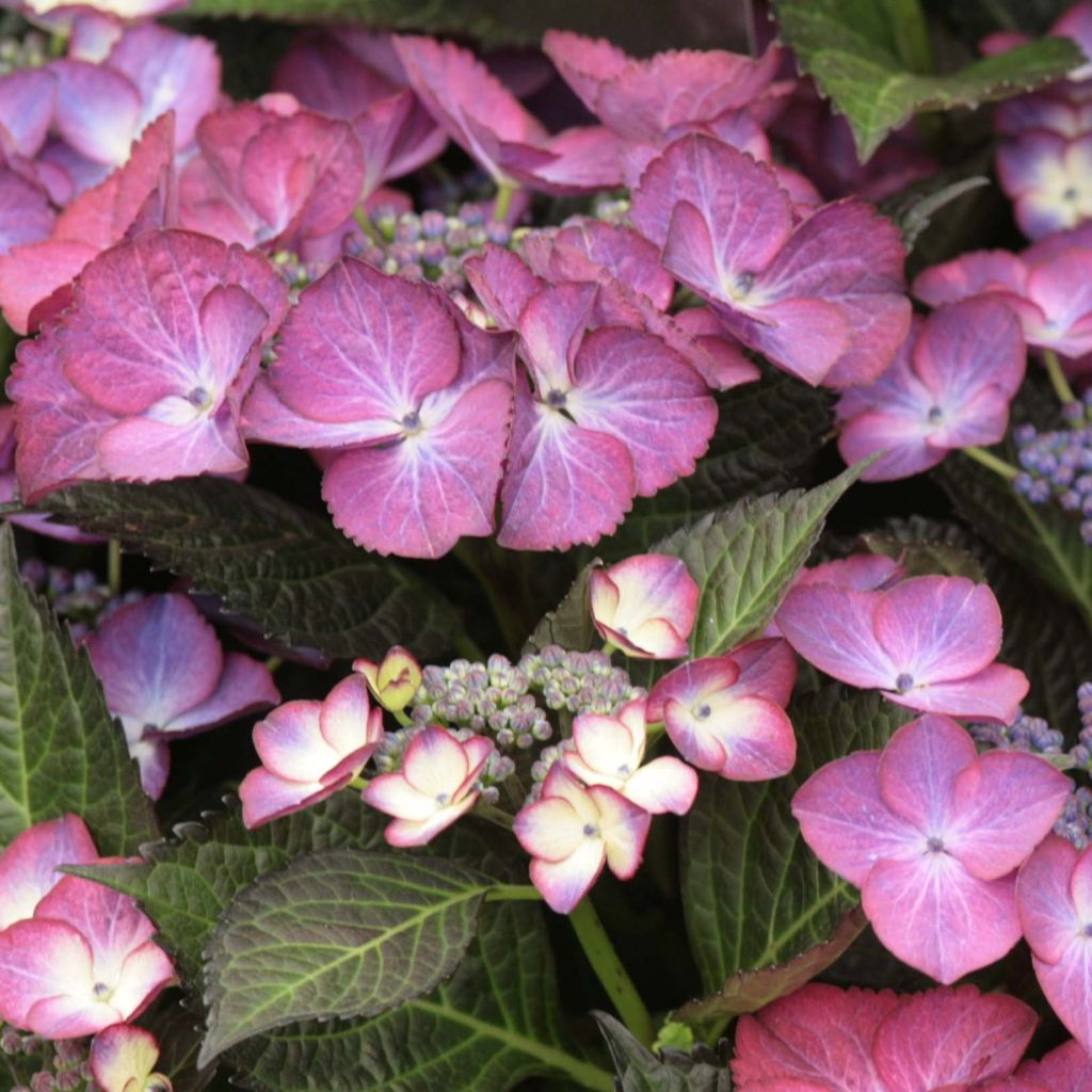 Hydrangea macrophylla Dark Angel Purple - Ortensia
