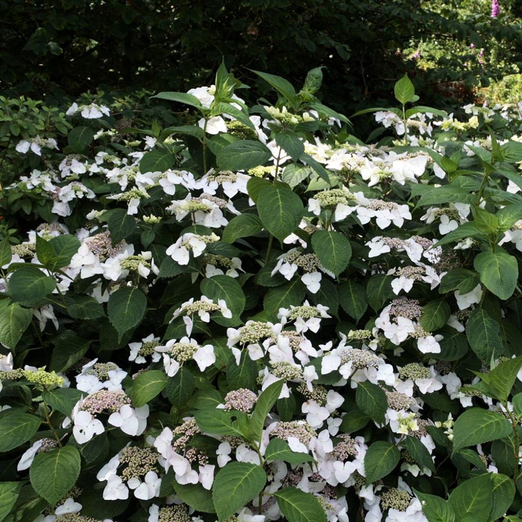 Hydrangea macrophylla Veitchii - Ortensia