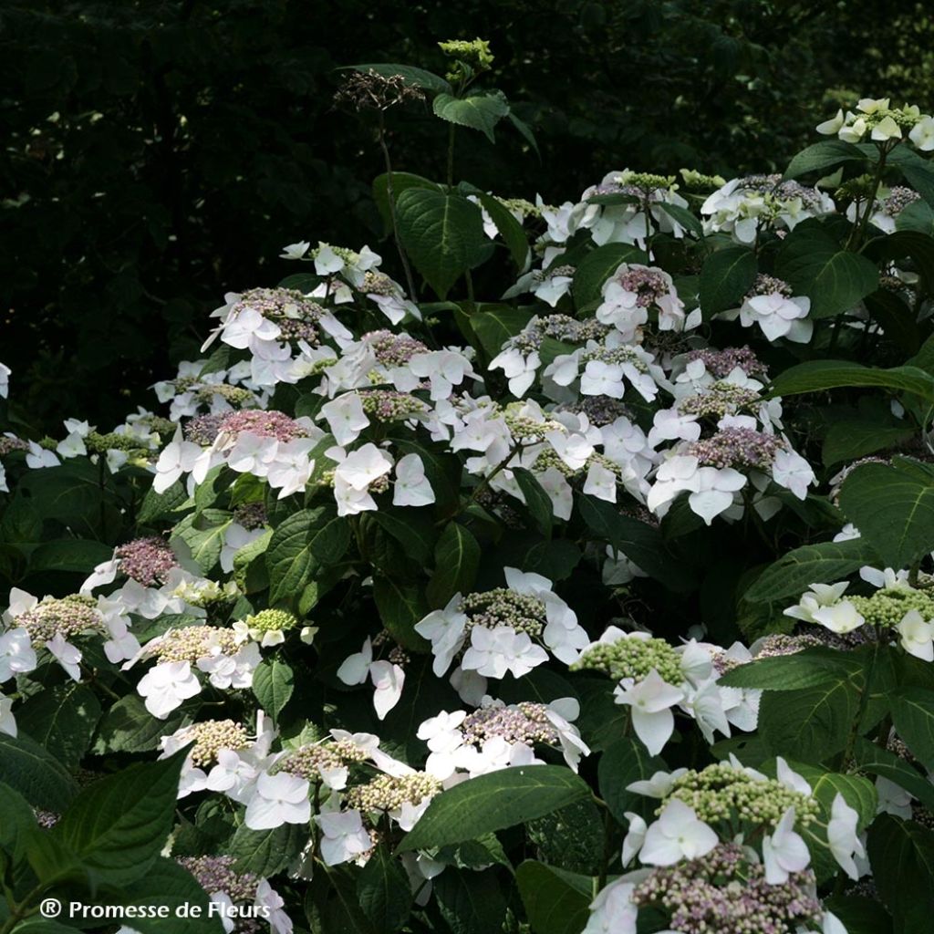 Hydrangea macrophylla Veitchii - Ortensia