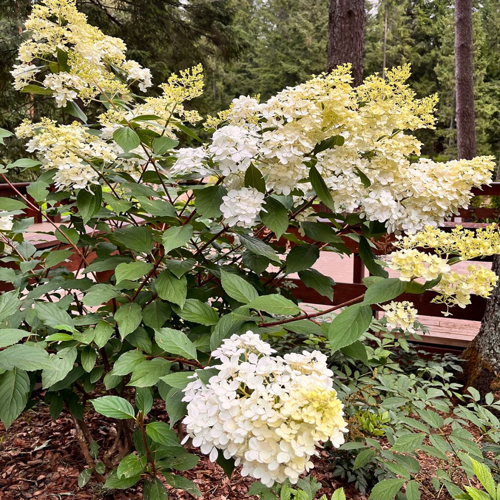 Hydrangea paniculata Candlelight - Ortensia paniculata