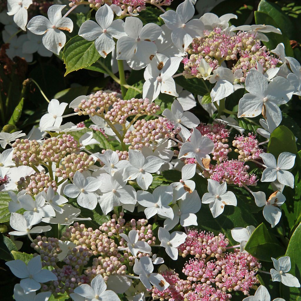 Hydrangea paniculata Confetti - Ortensia paniculata