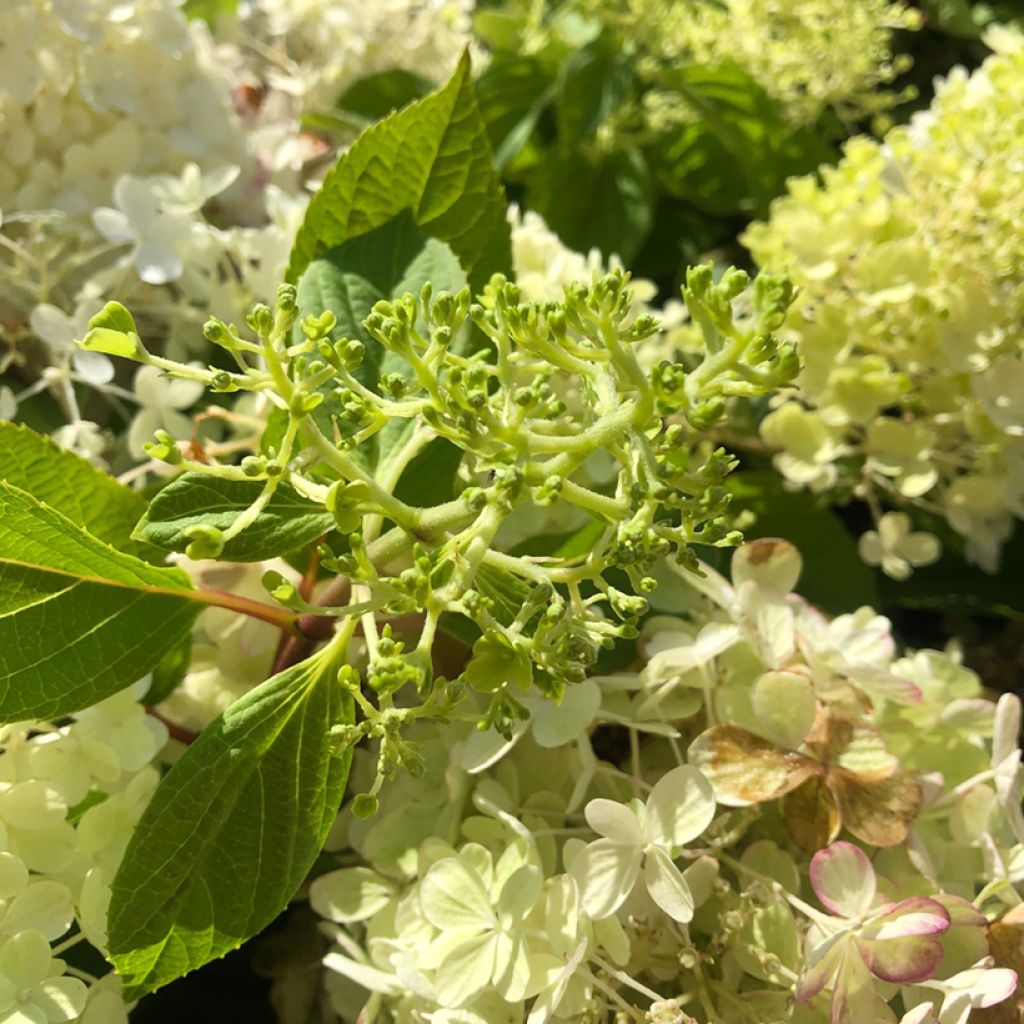 Hydrangea paniculata Fire Light Tidbit - Ortensia paniculata