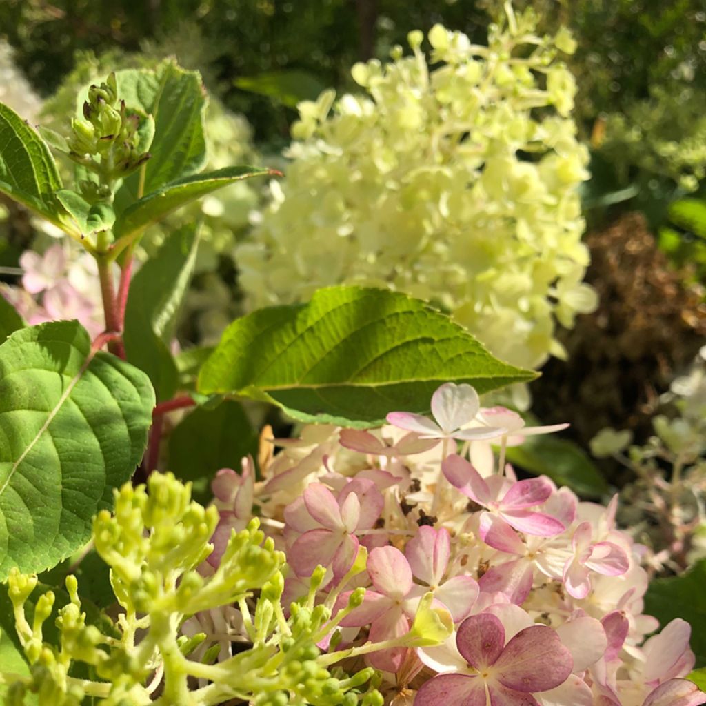 Hydrangea paniculata Fire Light Tidbit - Ortensia paniculata