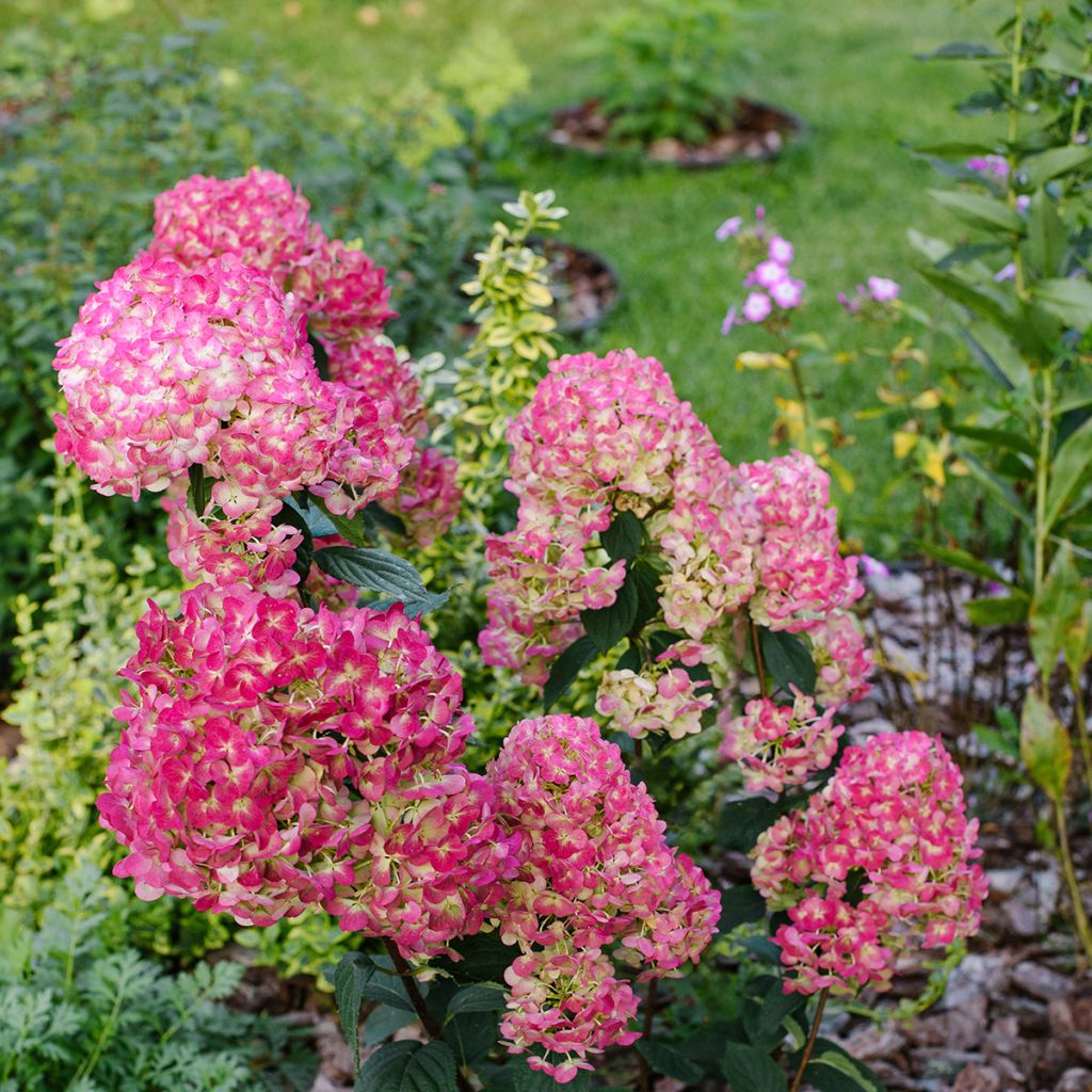Hydrangea paniculata Framboisine - Ortensia paniculata