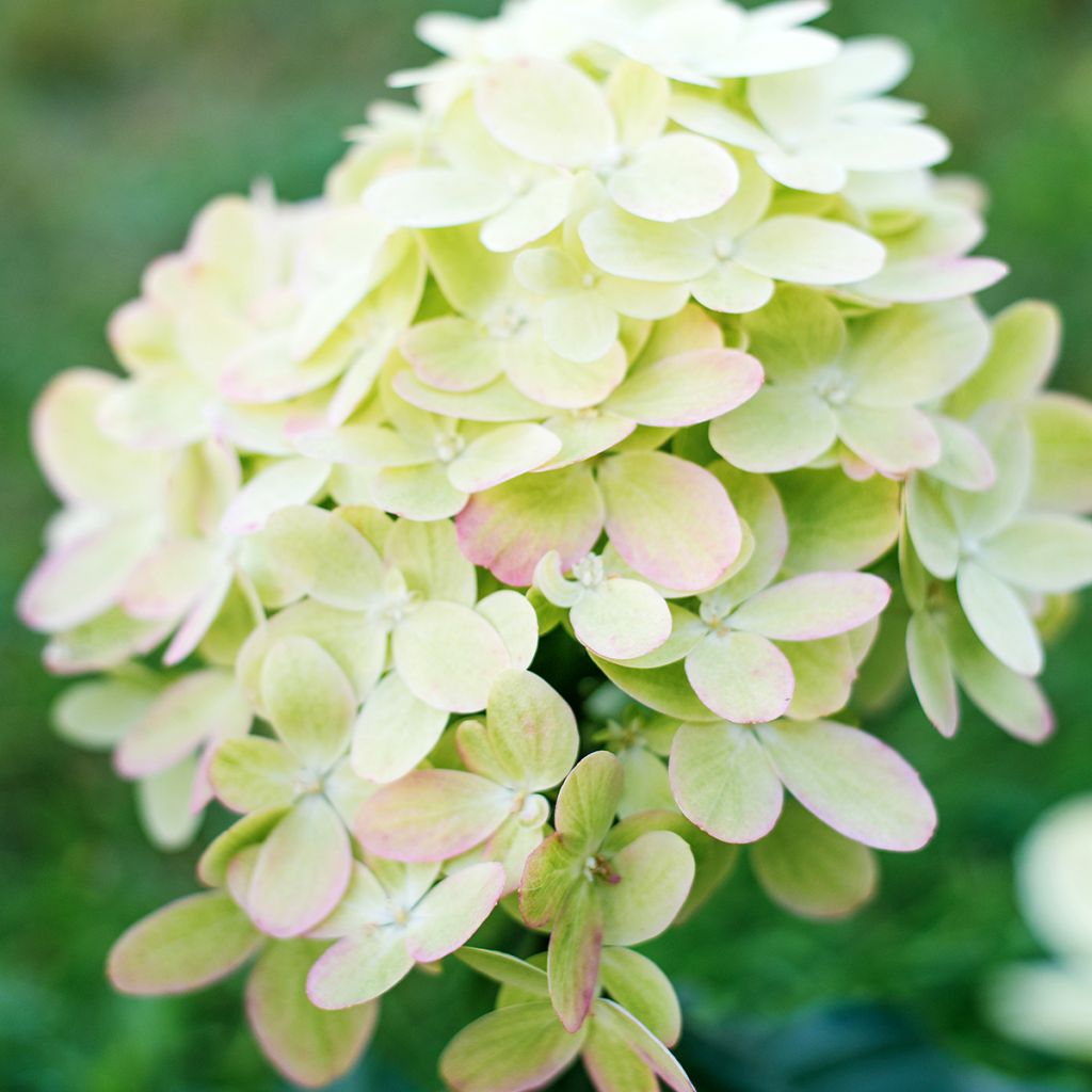 Hydrangea paniculata Graffiti - Ortensia paniculata