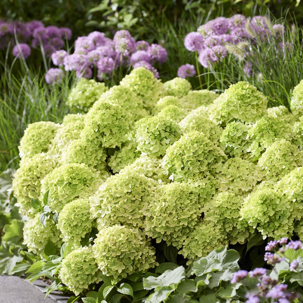Hydrangea paniculata Groundbreaker Greeny - Ortensia paniculata