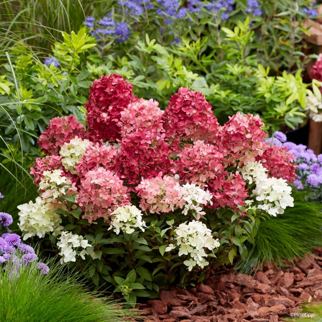 Hydrangea paniculata Groundbreaker Ruby - Ortensia paniculata