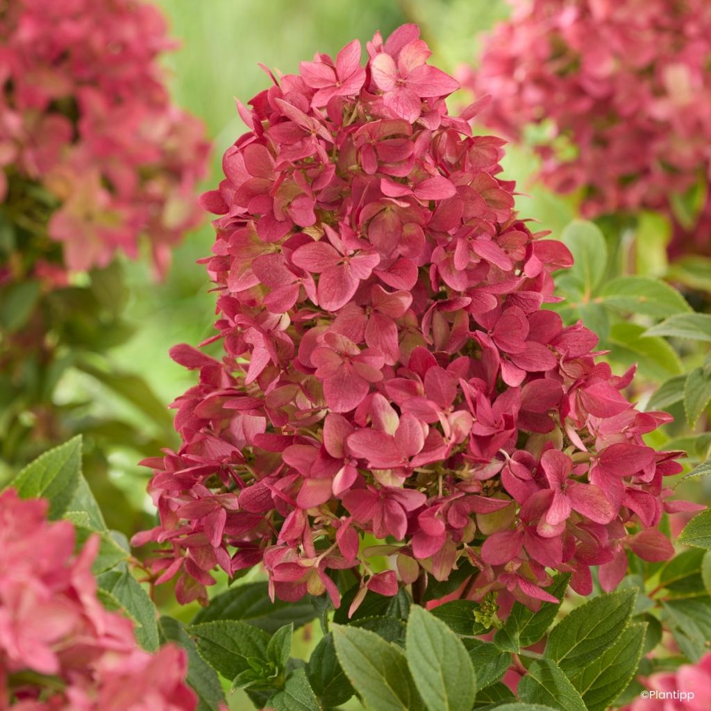 Hydrangea paniculata Groundbreaker Ruby - Ortensia paniculata
