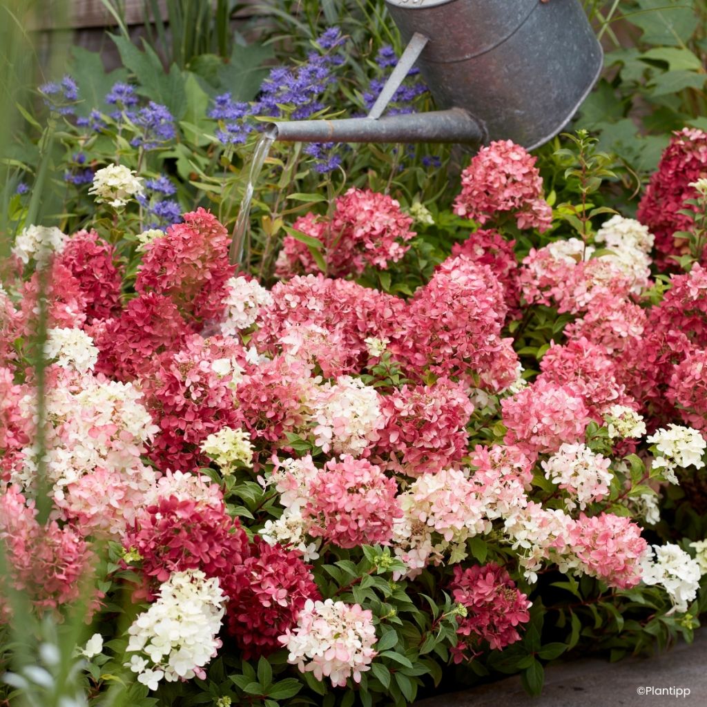 Hydrangea paniculata Groundbreaker Ruby - Ortensia paniculata