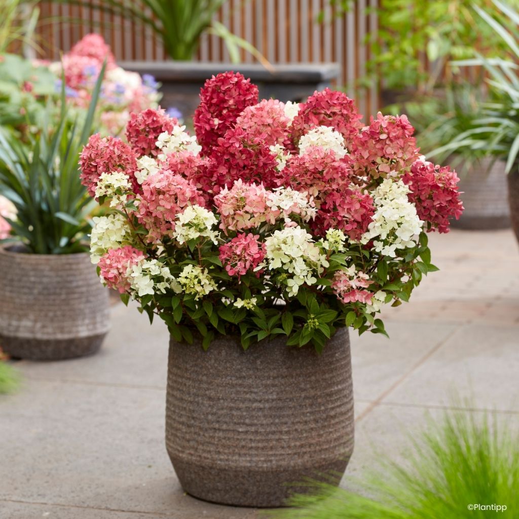 Hydrangea paniculata Groundbreaker Ruby - Ortensia paniculata