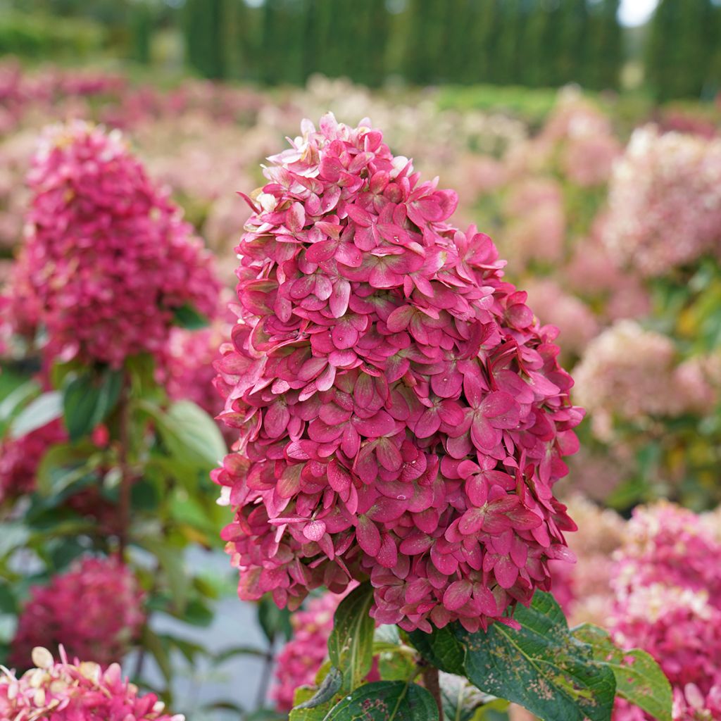 Hydrangea paniculata Limelight Prime- Ortensia paniculata