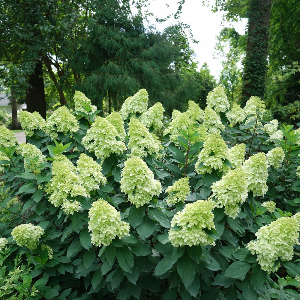 Hydrangea paniculata Limelight Prime- Ortensia paniculata