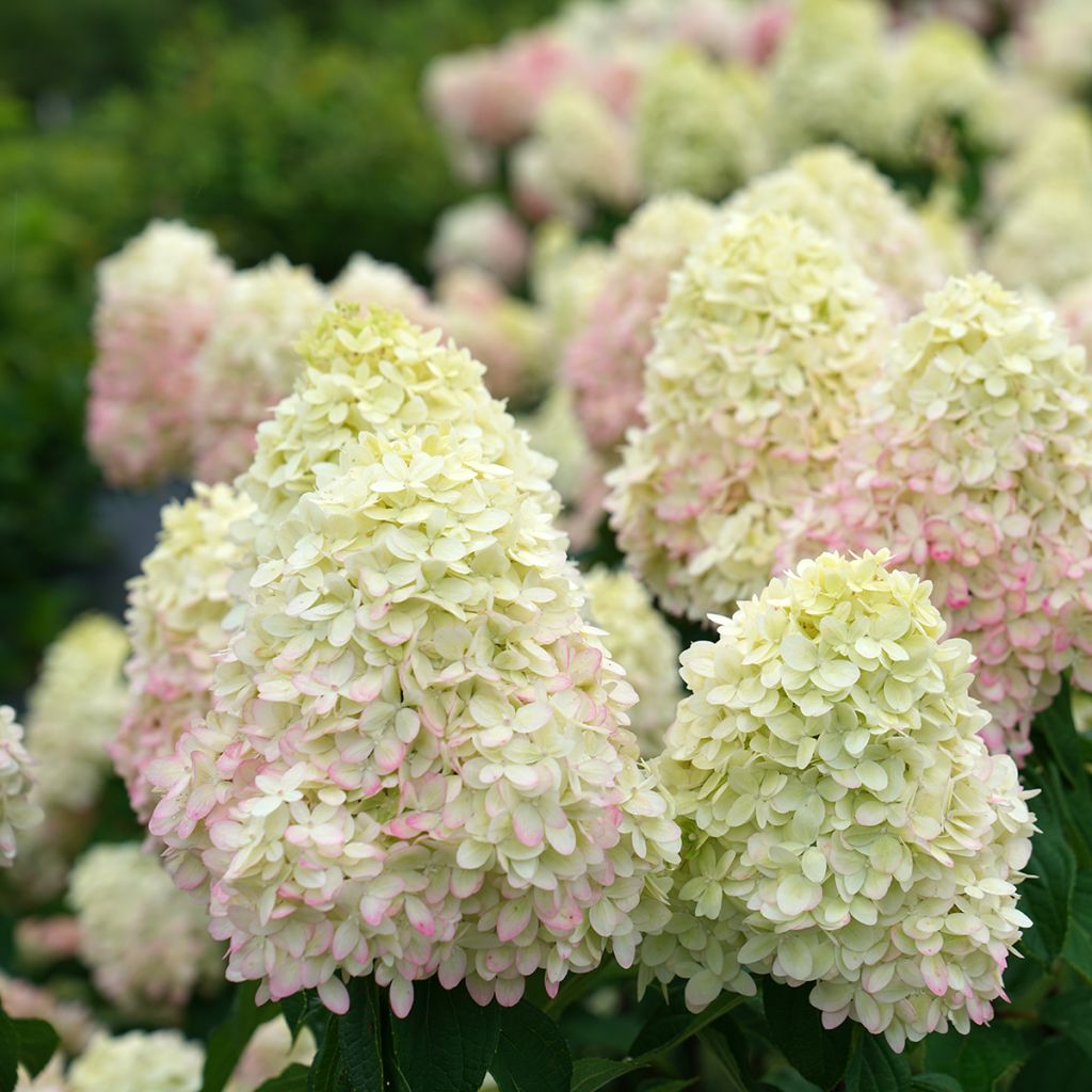 Hydrangea paniculata Limelight Prime- Ortensia paniculata