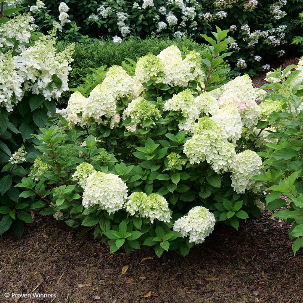 Hydrangea paniculata Little Lime Punch - Ortensia paniculata