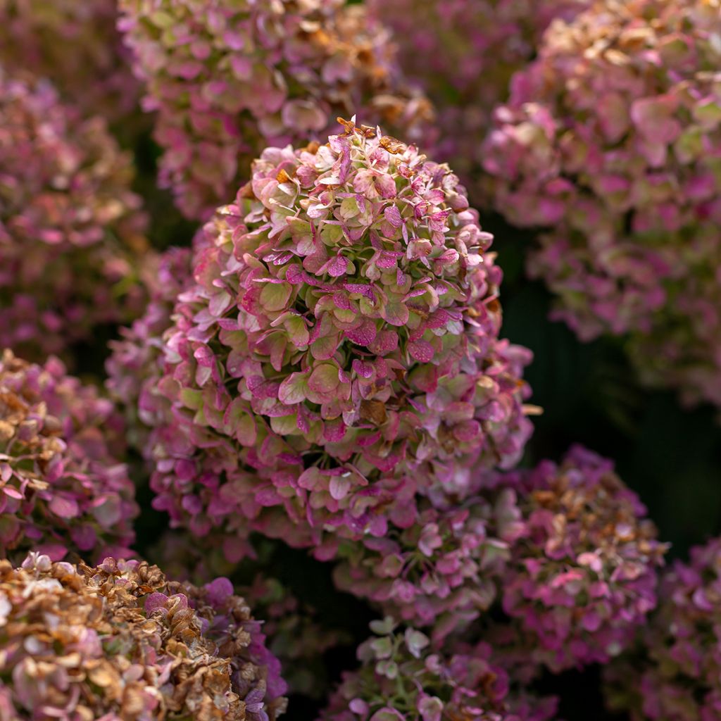 Hydrangea paniculata Little Hottie - Ortensia paniculata