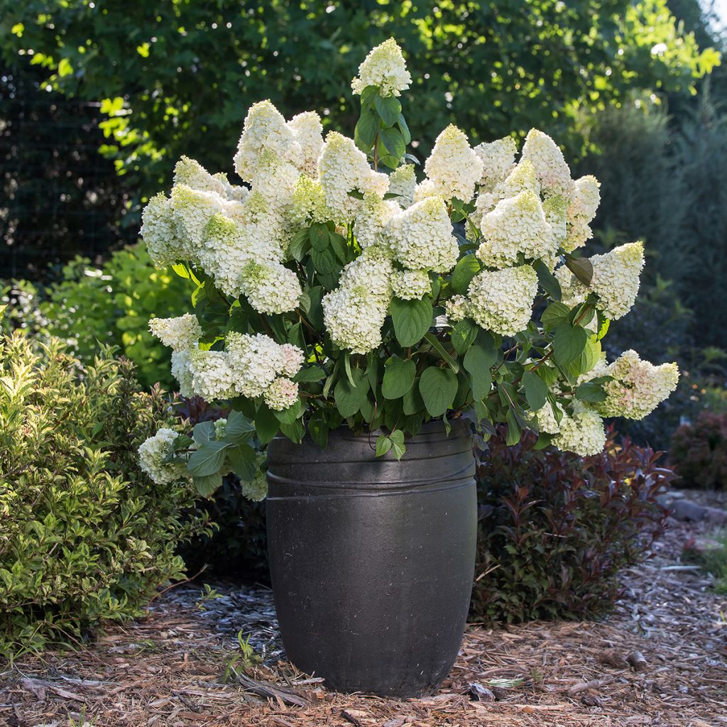 Hydrangea paniculata Little Hottie - Ortensia paniculata