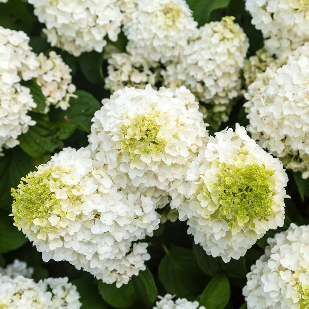 Hydrangea paniculata Little Hottie - Ortensia paniculata