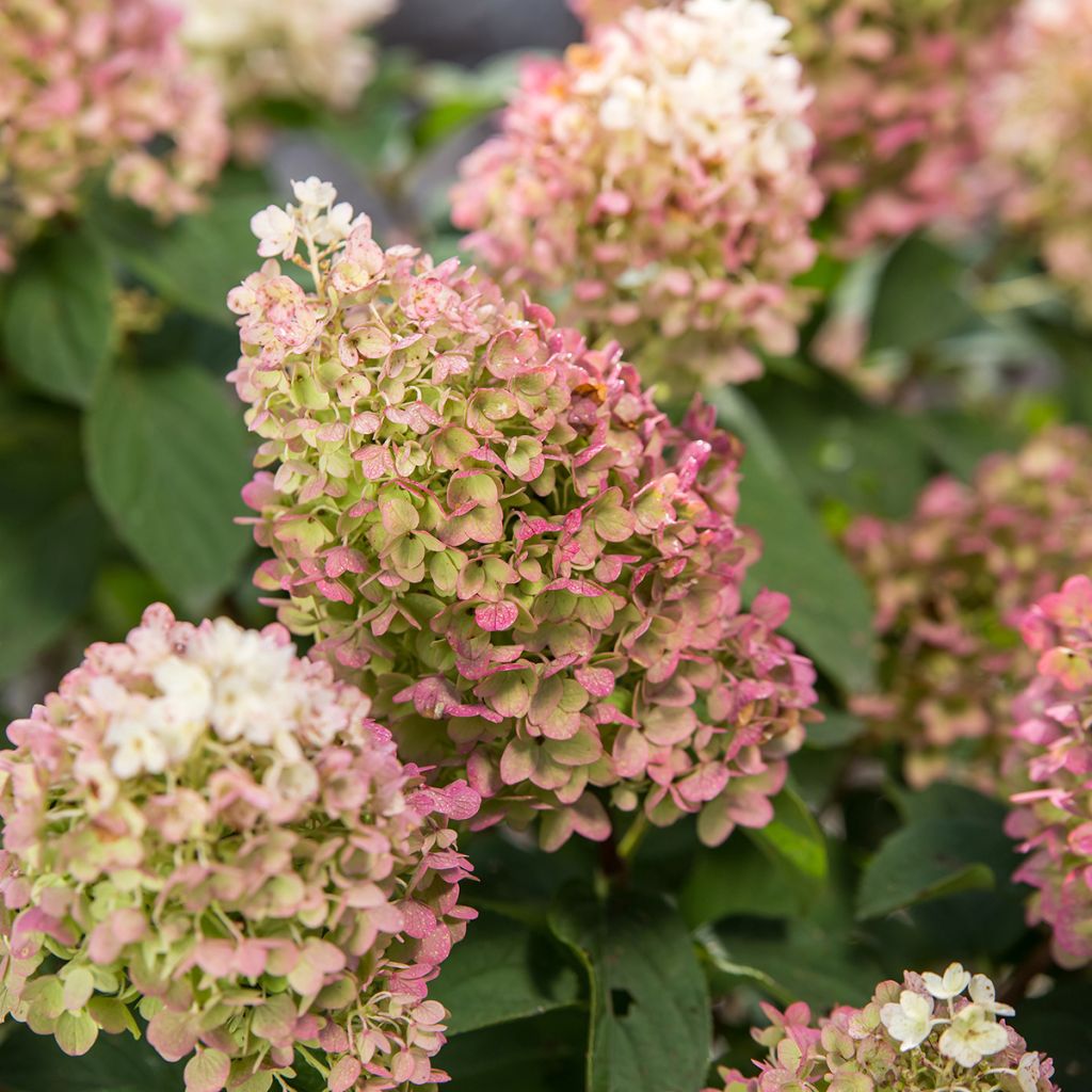Hydrangea paniculata Little Hottie - Ortensia paniculata
