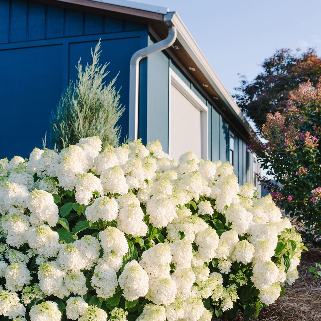 Hydrangea paniculata Little Hottie - Ortensia paniculata