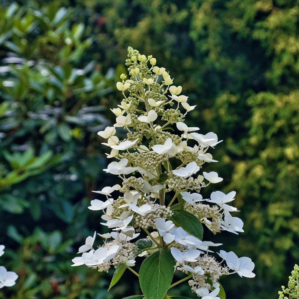 Hydrangea paniculata Levana - Ortensia paniculata