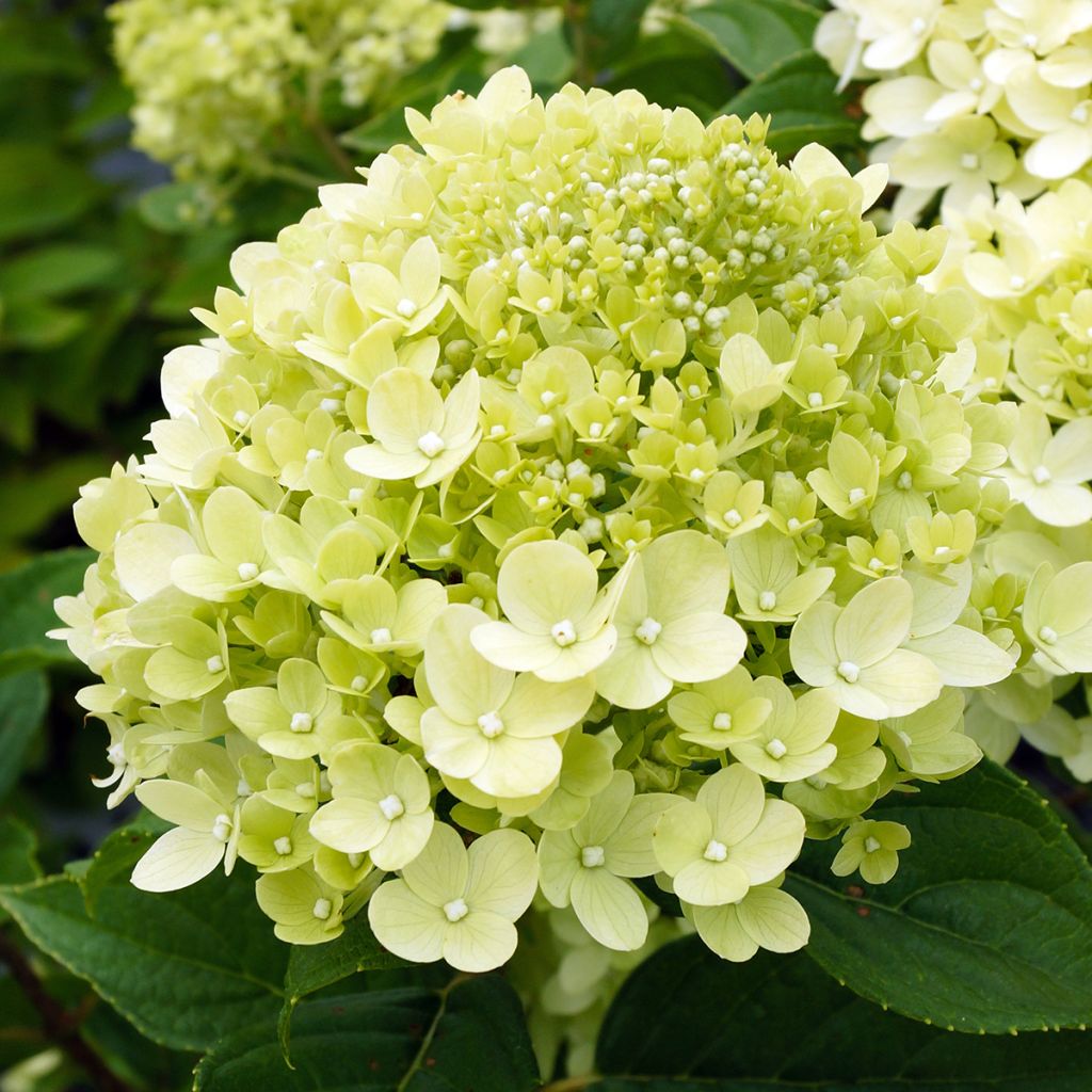 Hydrangea paniculata Little Lime - Ortensia paniculata