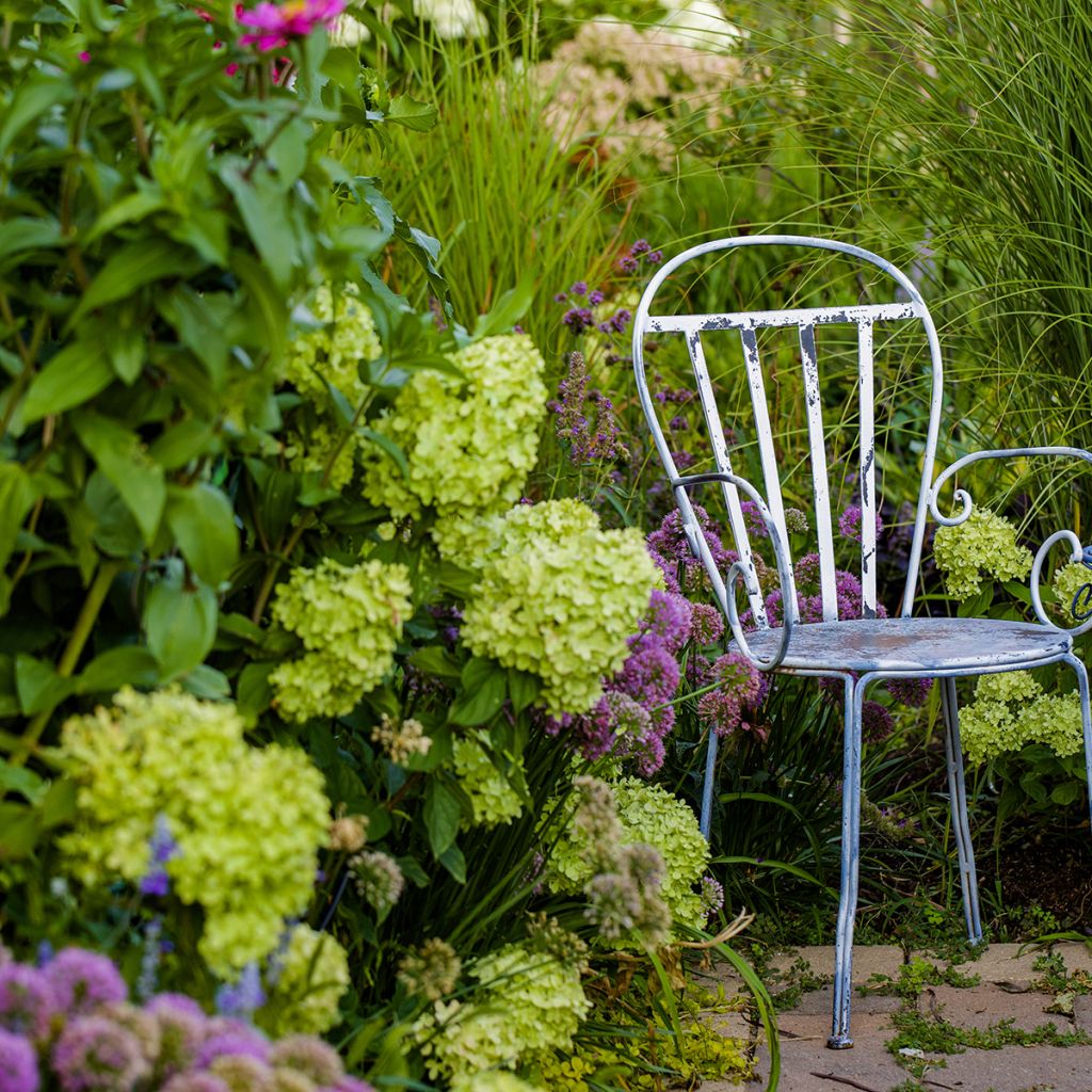 Hydrangea paniculata Little Lime - Ortensia paniculata