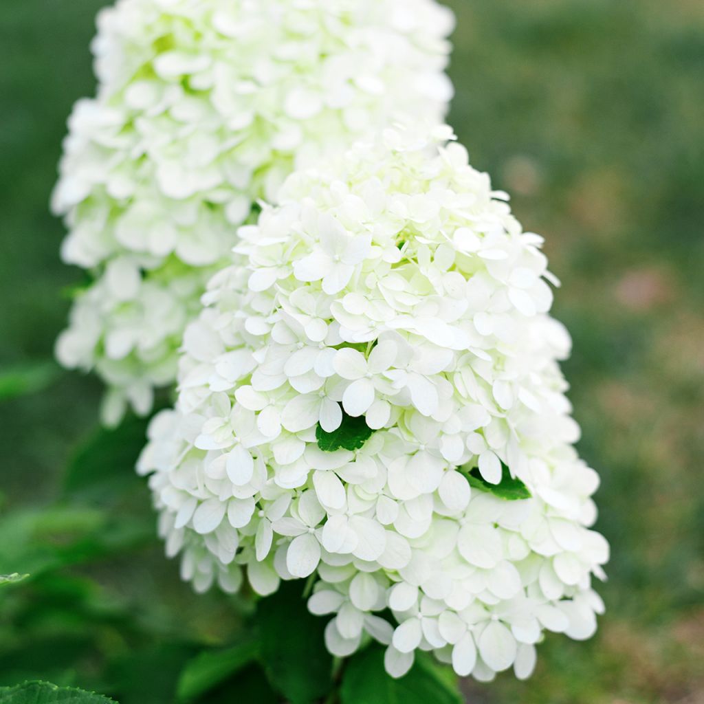 Hydrangea paniculata Little Spooky - Ortensia paniculata