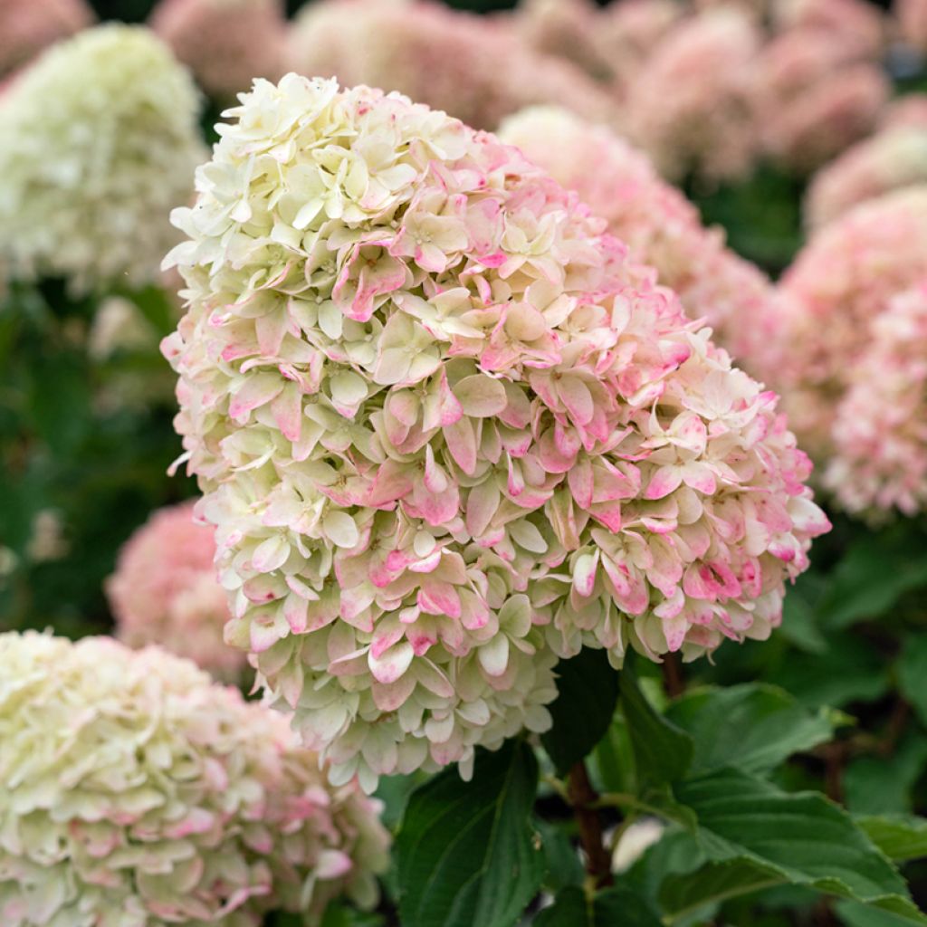 Hydrangea paniculata Living Candy Love - Ortensia paniculata