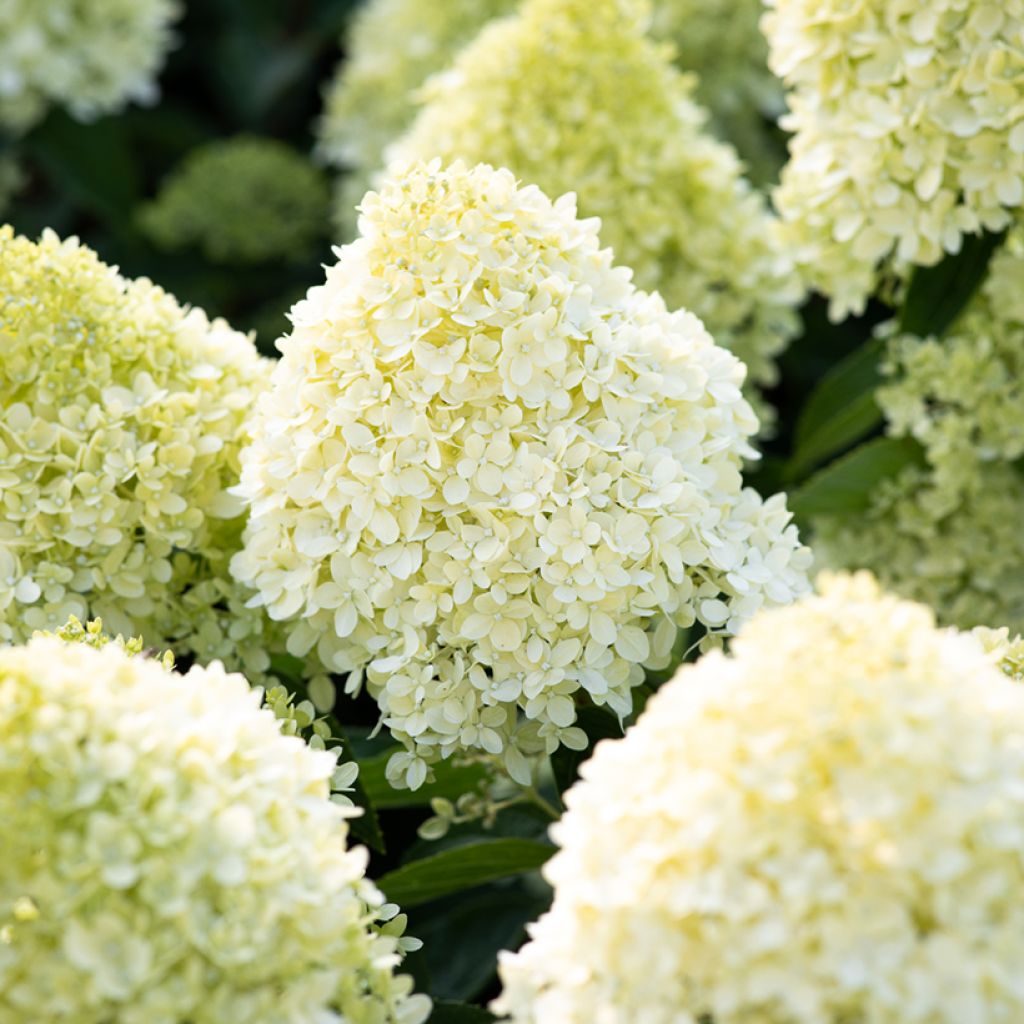 Hydrangea paniculata Living Cotton Cream - Ortensia paniculata