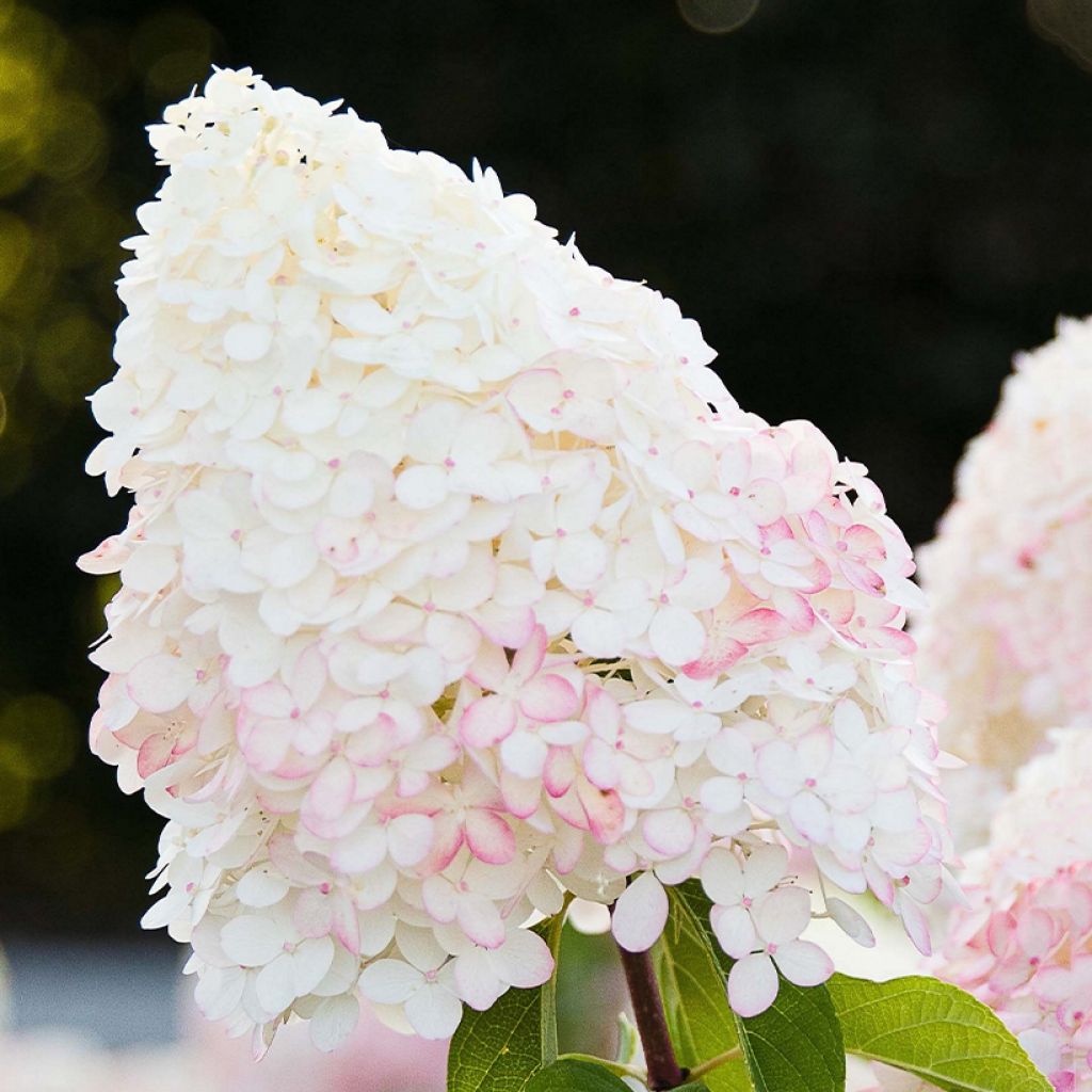 Hydrangea paniculata Living Pink & Rose - Ortensia paniculata