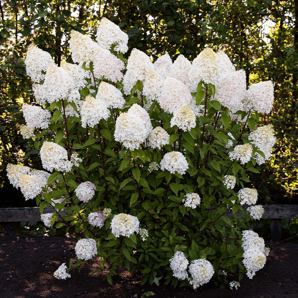 Hydrangea paniculata Living Pink & Rose - Ortensia paniculata