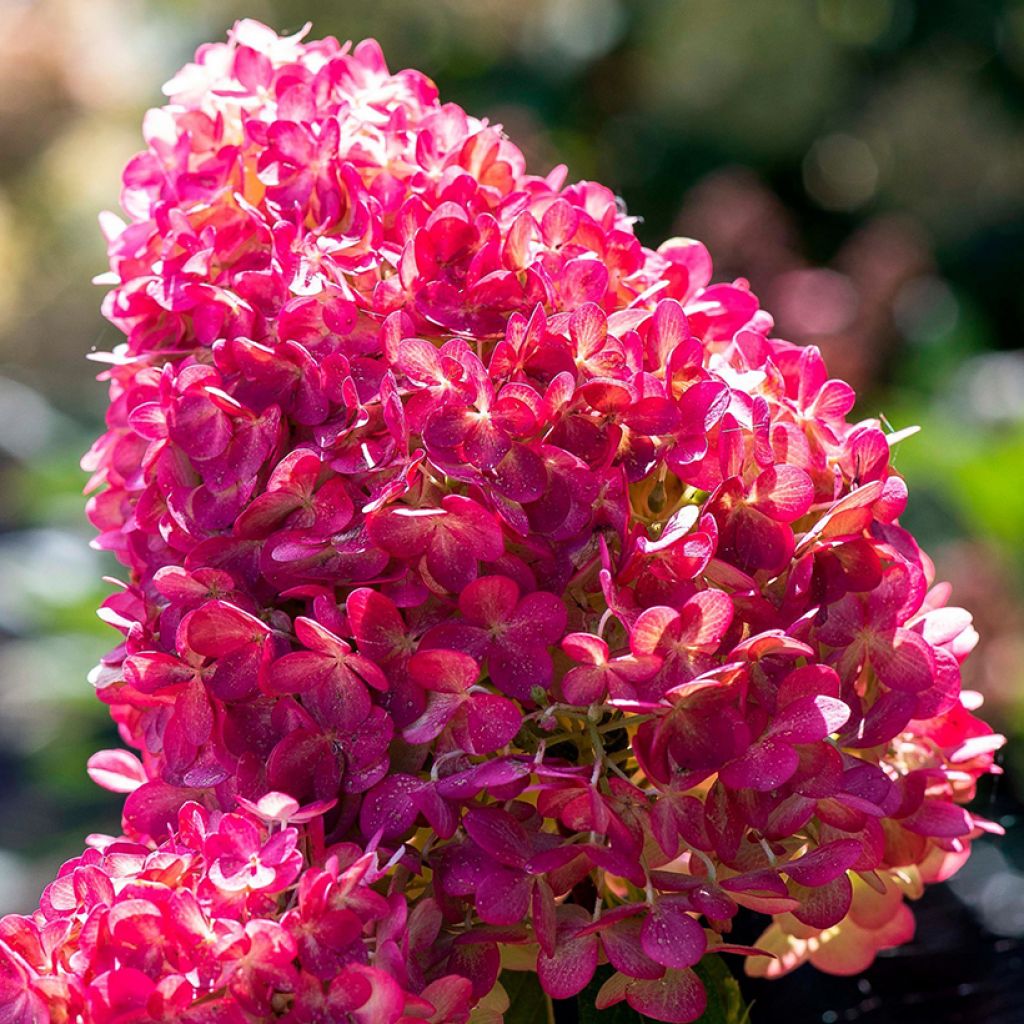 Hydrangea paniculata Living Pink & Rose - Ortensia paniculata
