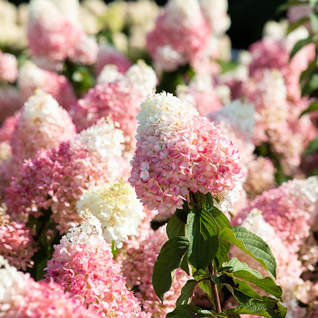 Hydrangea paniculata Living Strawberry Blossom - Ortensia paniculata