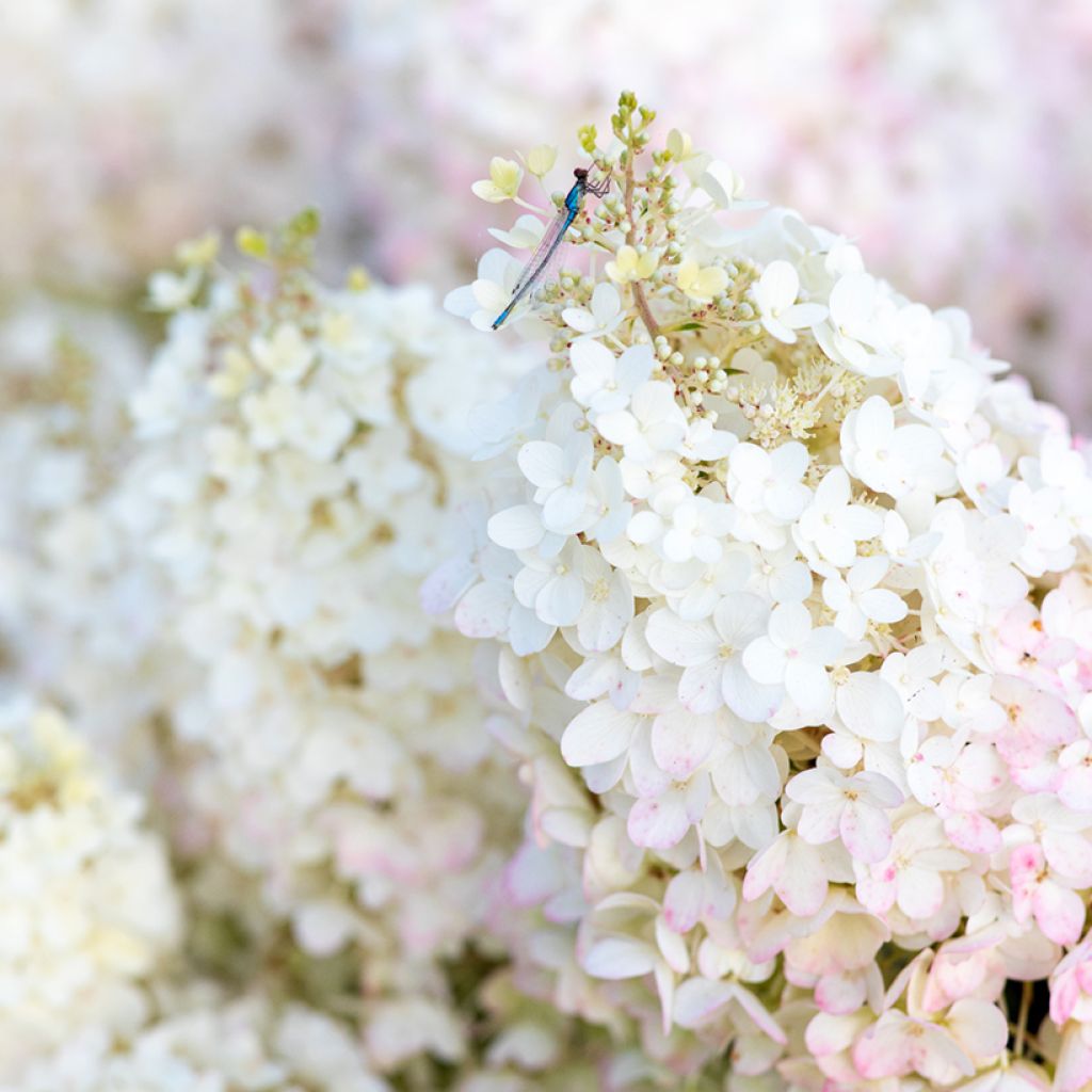 Hydrangea paniculata Living Strawberry Blossom - Ortensia paniculata