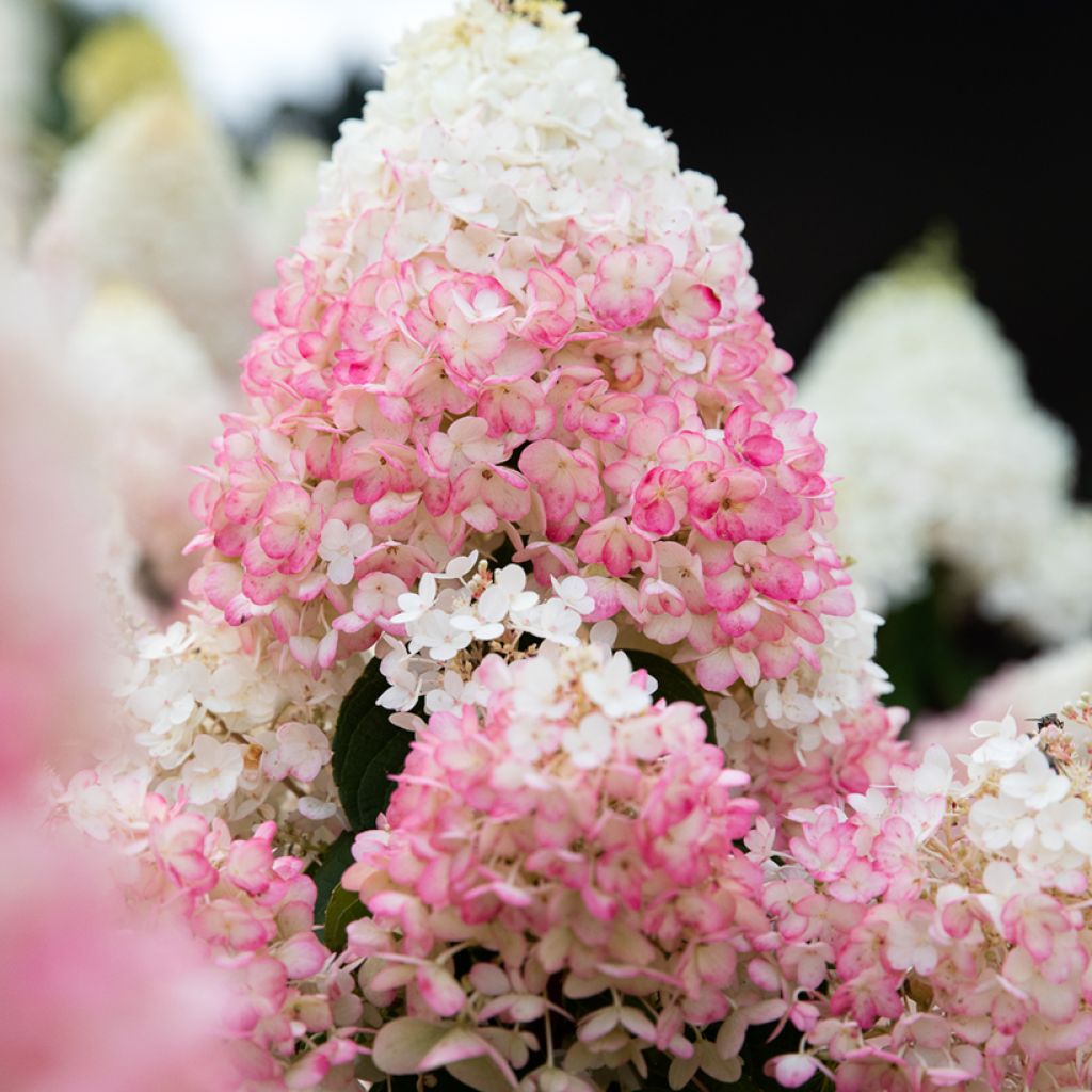 Hydrangea paniculata Living Strawberry Blossom - Ortensia paniculata