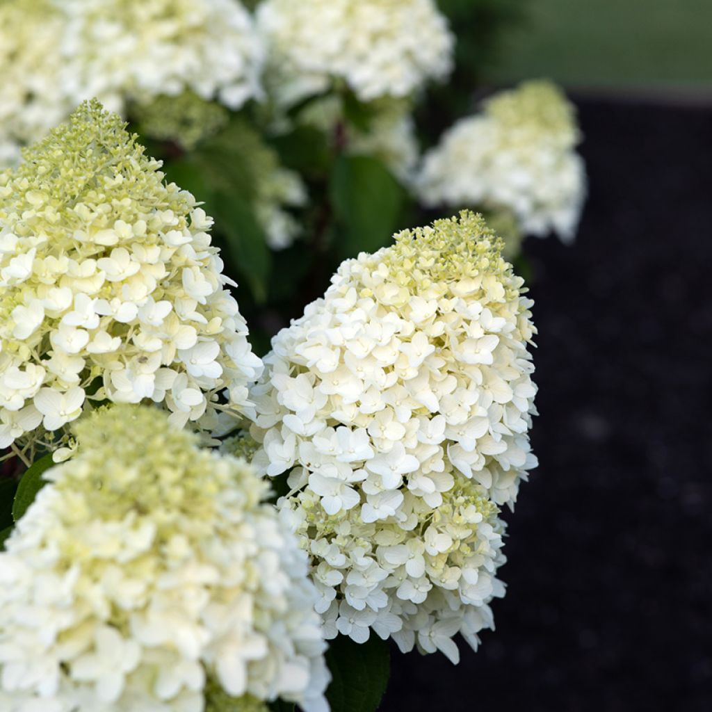 Hydrangea paniculata Living Sugar Rush - Ortensia paniculata
